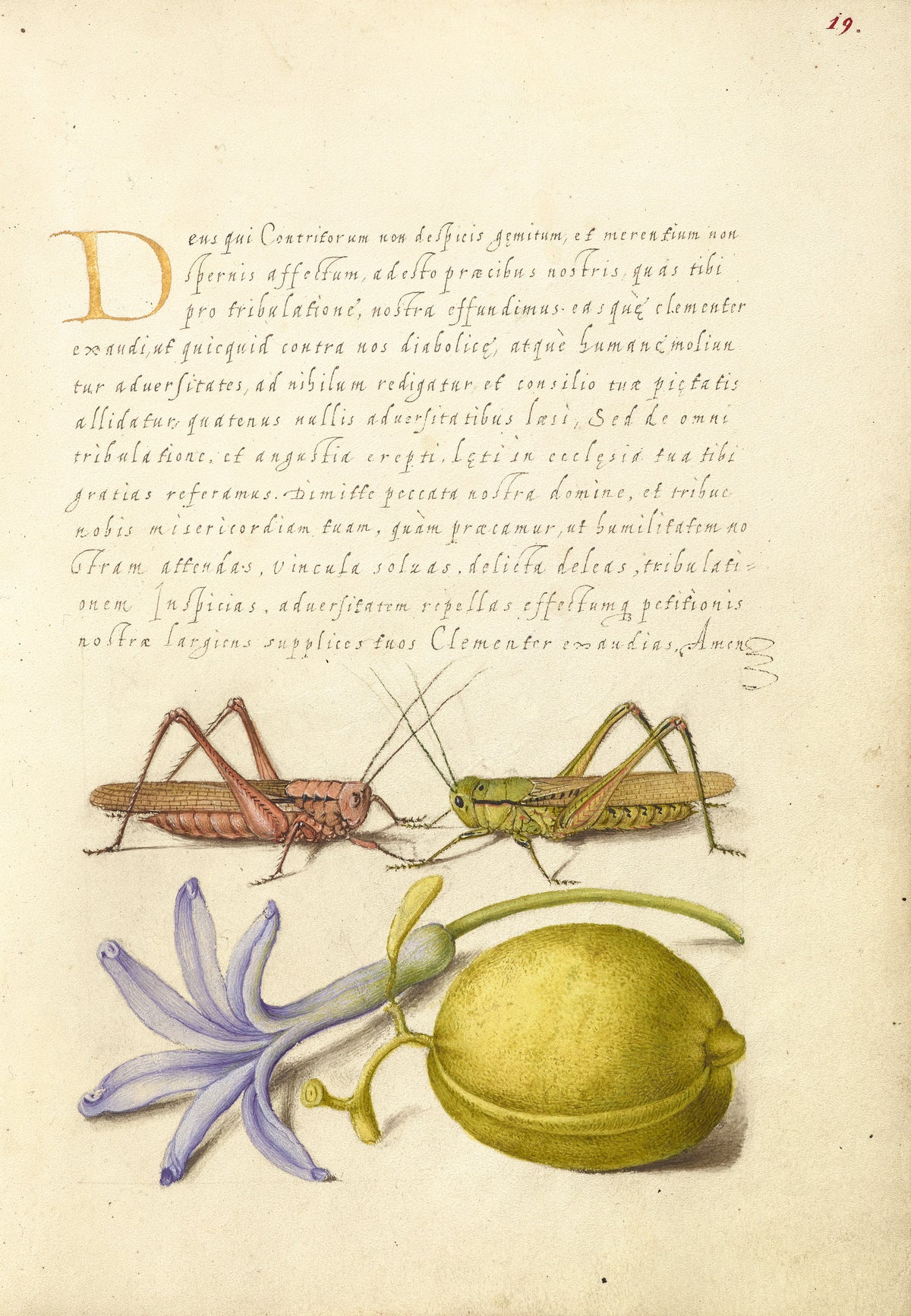 Joris Hoefnagel — Wart-Biter, Grasshopper, Hyacinth, and Almond | Botanical Calligraphy Print