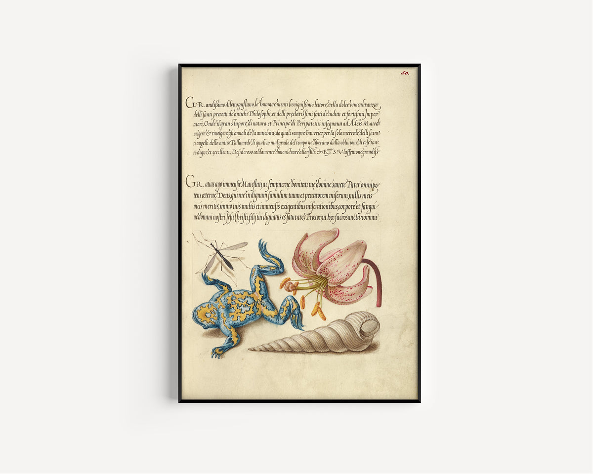 Joris Hoefnagel — Water Gnat, Martagon Lily, Yellow-Bellied Toad, and European Screw Shell | Botanical Calligraphy Print