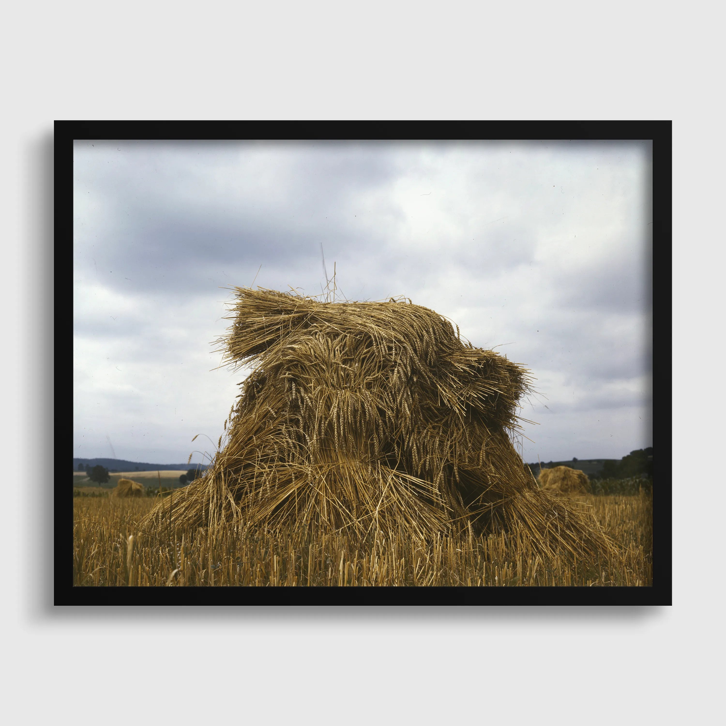 Wheat, Pennsylvania : Color Vintage Photograph