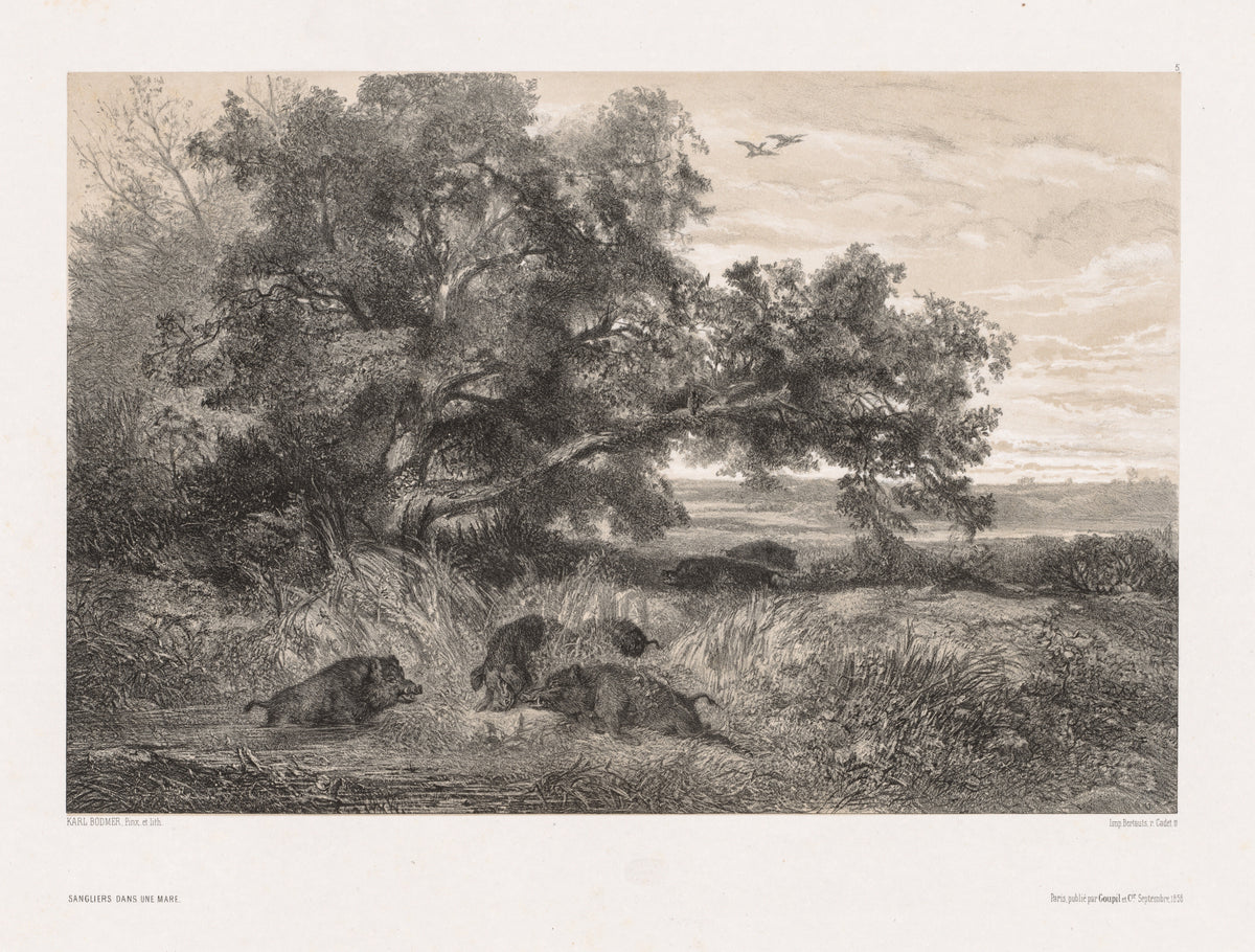 Karl Bodmer — Wild Boar in a Pond | Fine Art Print