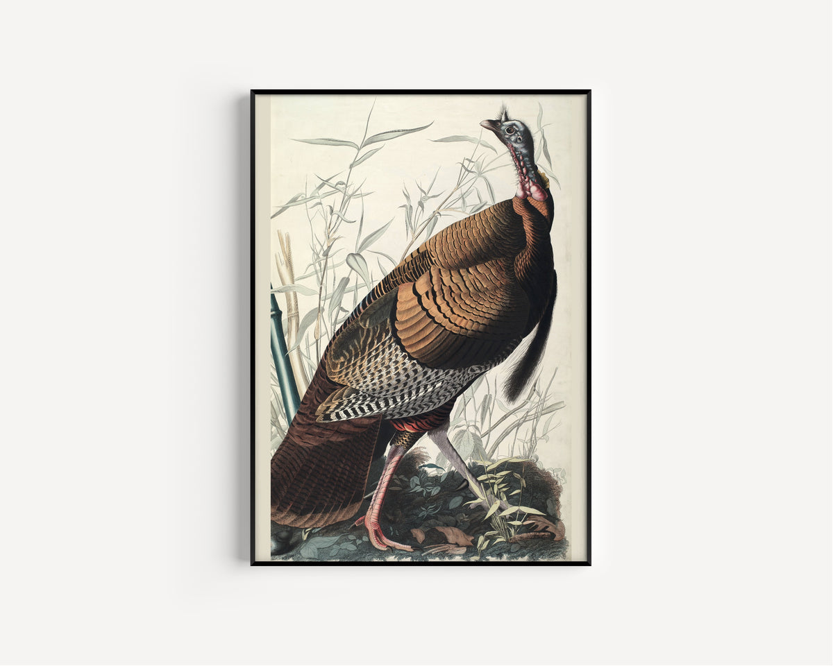 John James Audubon — Wild Turkey | Natural History Print