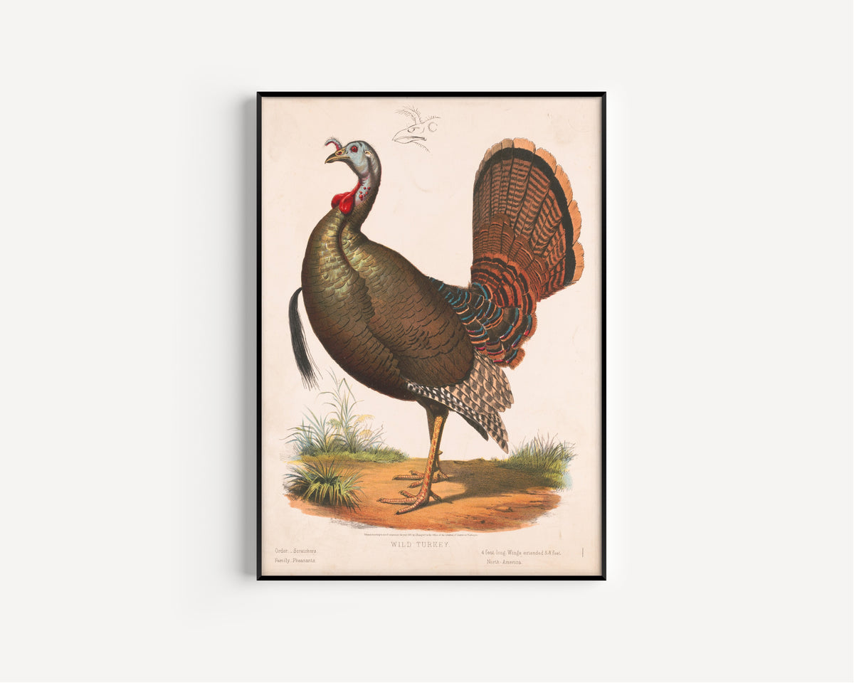 Louis Prang & Co. — Wild Turkey | Natural History Print