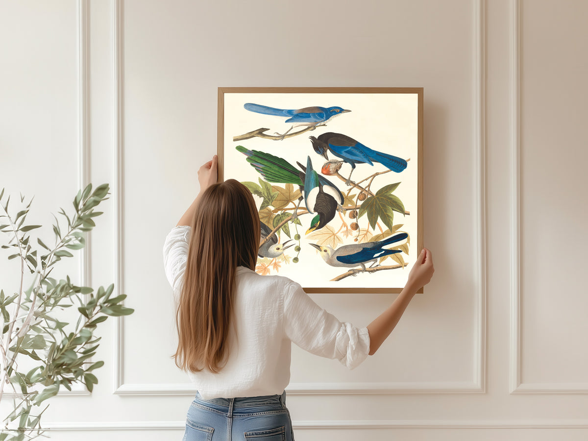 John James Audubon — Yellow-billed Magpie, Steller's Jay, Ultramarine Jay and Clark's Crow | Natural History Print