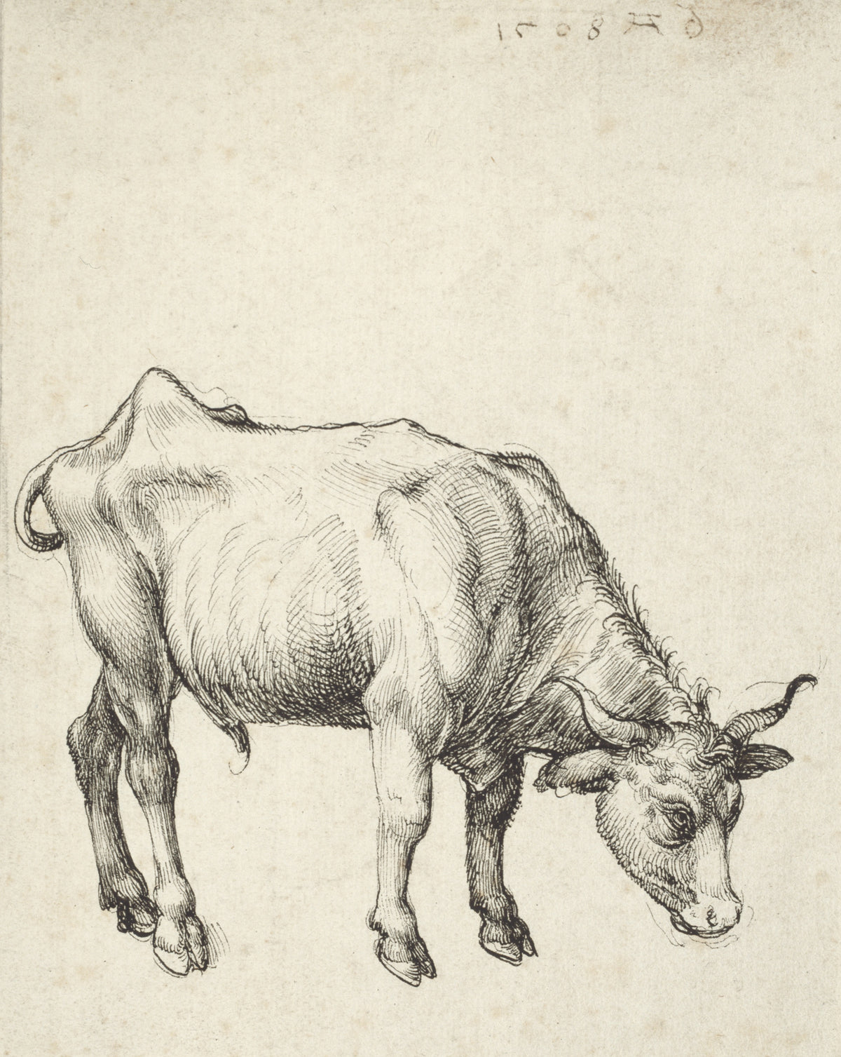 Albrecht Dürer — Young Bull | Fine Art Print