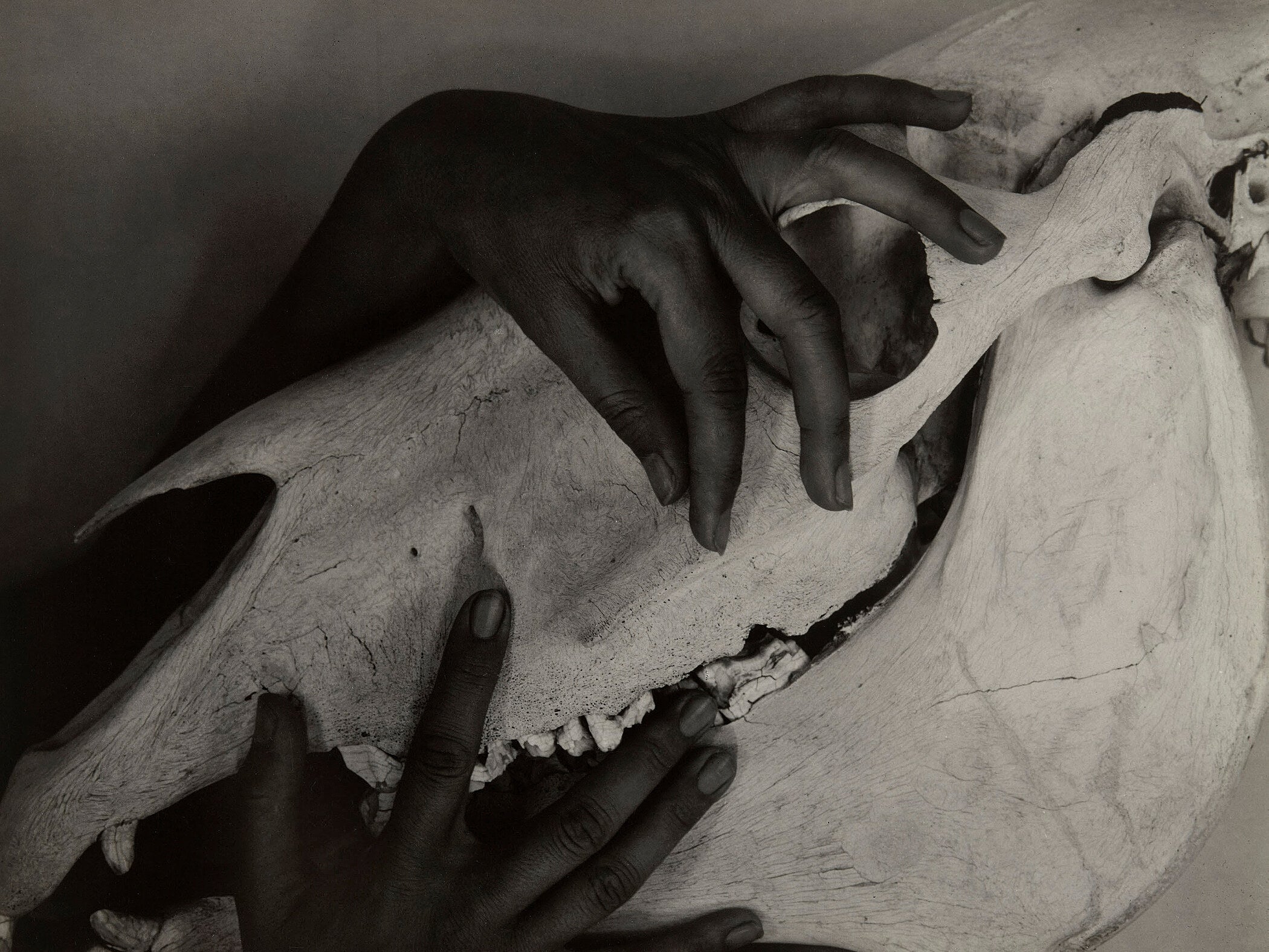 Alfred Stieglitz — Hands and Horse Skull, 1931 | Fine Art Photography Print - 9ArtPrints
