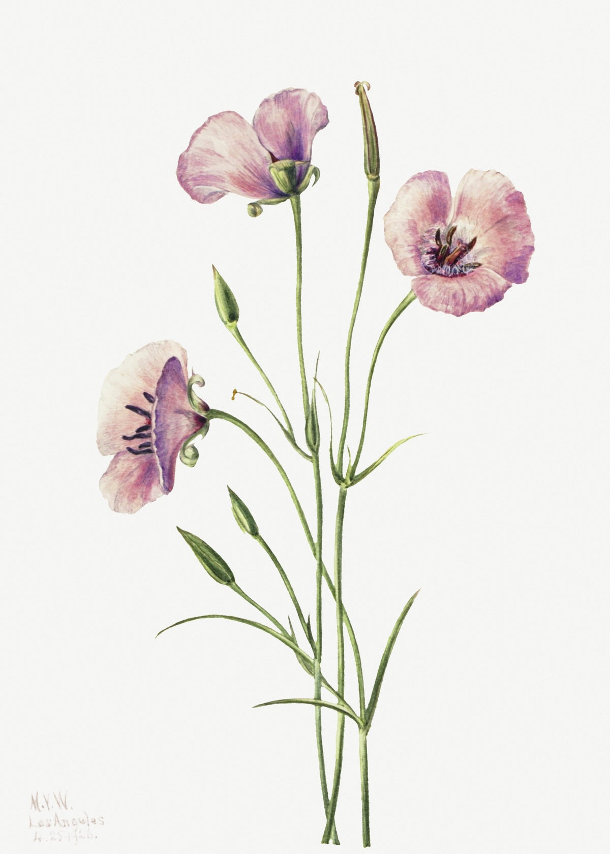 Mary Vaux Walcott — Lilac Mariposa (Calochortus splendens) | Natural History Print