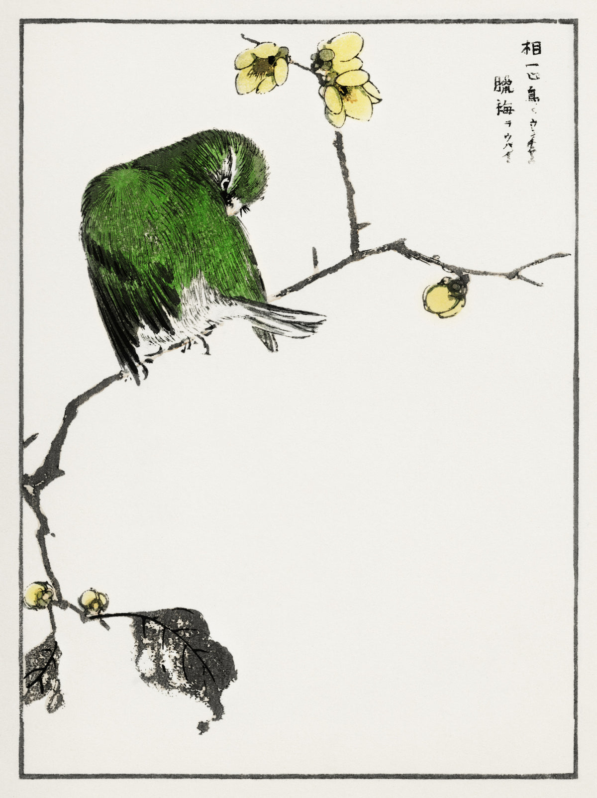 Numata Kashū — Red-billed Leiothrix and Wintersweet | Japanese Bird & Flower Woodblock Print