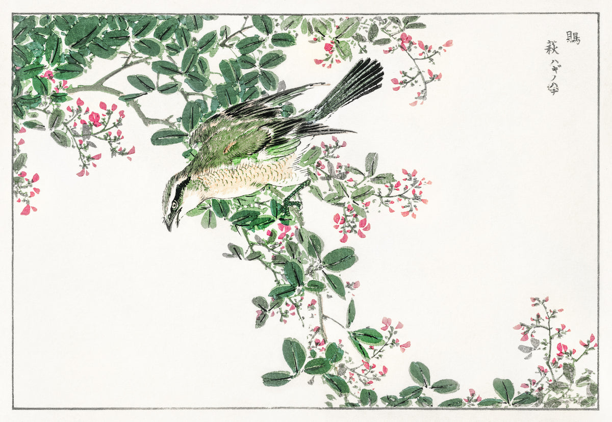 Numata Kashū — Bull-headed Shrike and Bush Clover | Japanese Bird & Flower Woodblock Print