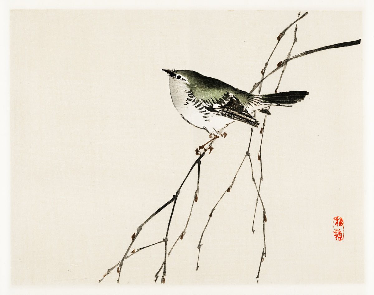 Kōno Bairei — Tit | Japanese Bird & Flower Woodblock Print