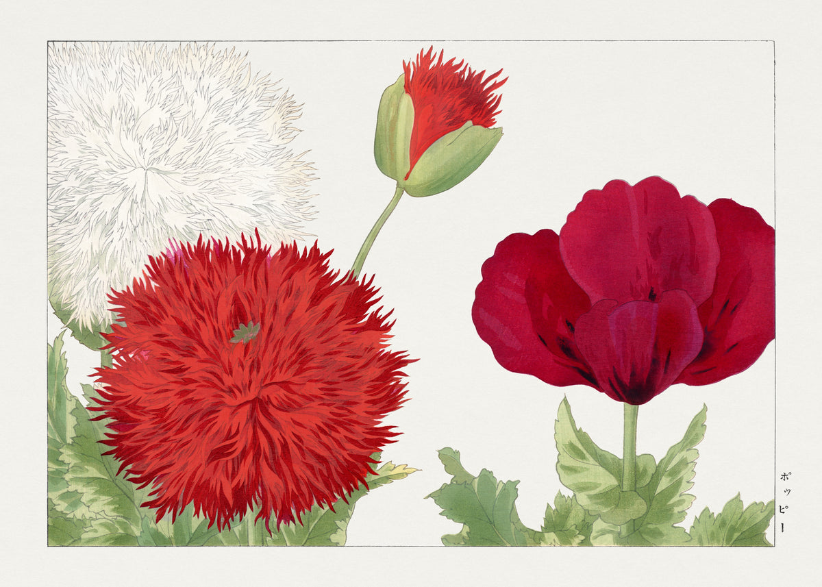Tanigami Kōnan — Vintage poppy flower | Japanese Botanical Woodblock Print