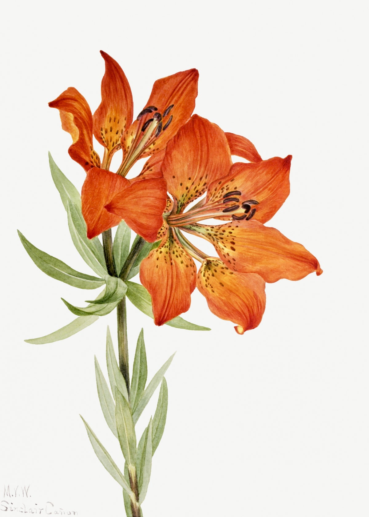 Mary Vaux Walcott — Red Lily (Lilium montanum) | Natural History Print