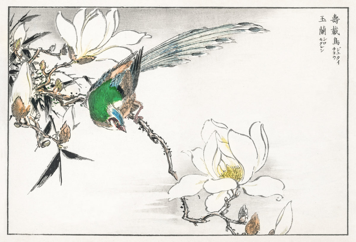Numata Kashū — Asian Paradise Flycatcher and White Magnolia | Japanese Bird & Flower Woodblock Print