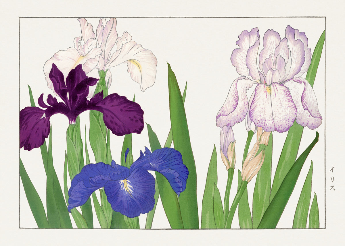 Tanigami Kōnan — Iris flower | Japanese Botanical Woodblock Print
