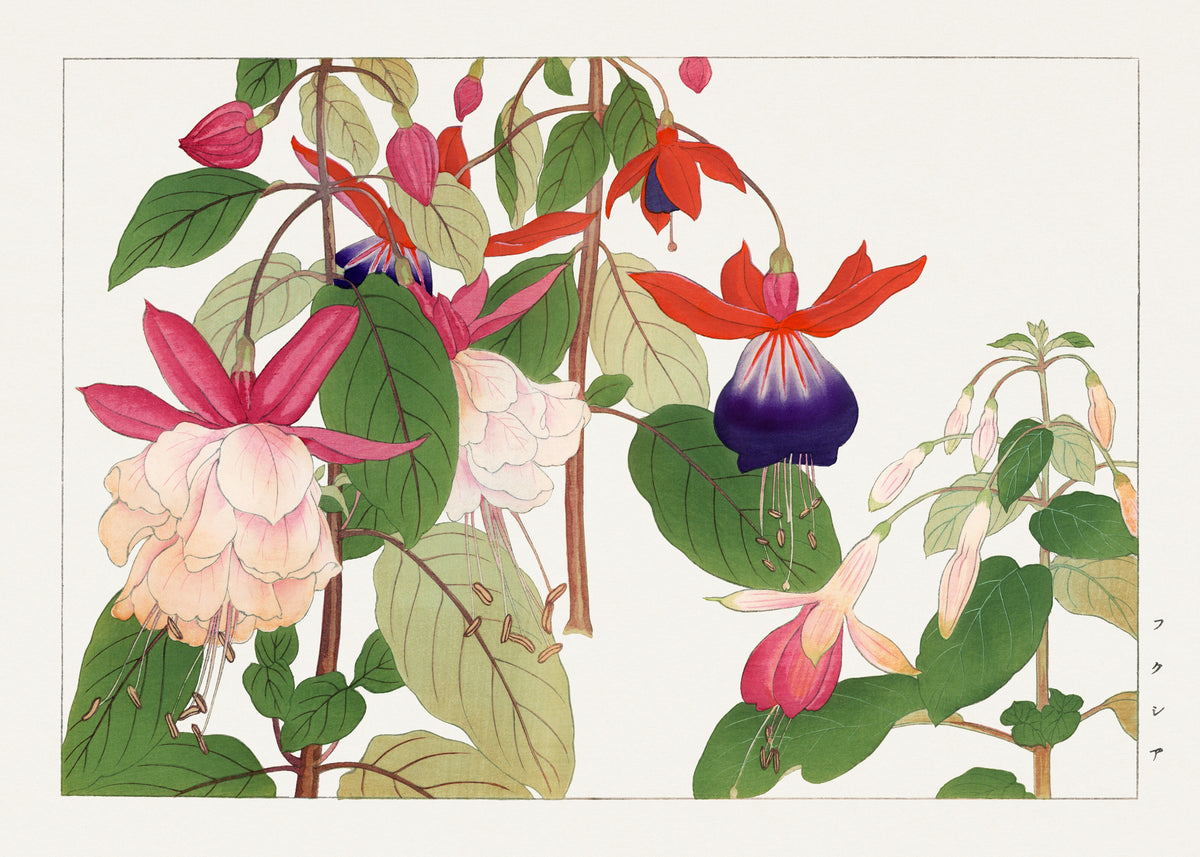 Tanigami Kōnan — Fuchsia flower | Japanese Botanical Woodblock Print