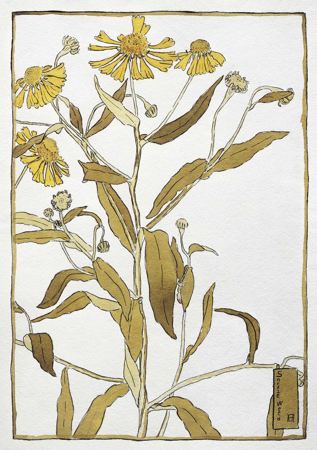 Sneeze Weed by Hannah Borger Overbeck — A tall stem of yellow sneezeweed in bloom and seed