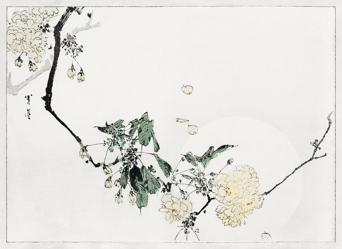 Watanabe Seitei — Cherry Blossom | Japanese Bird & Flower Woodblock Print