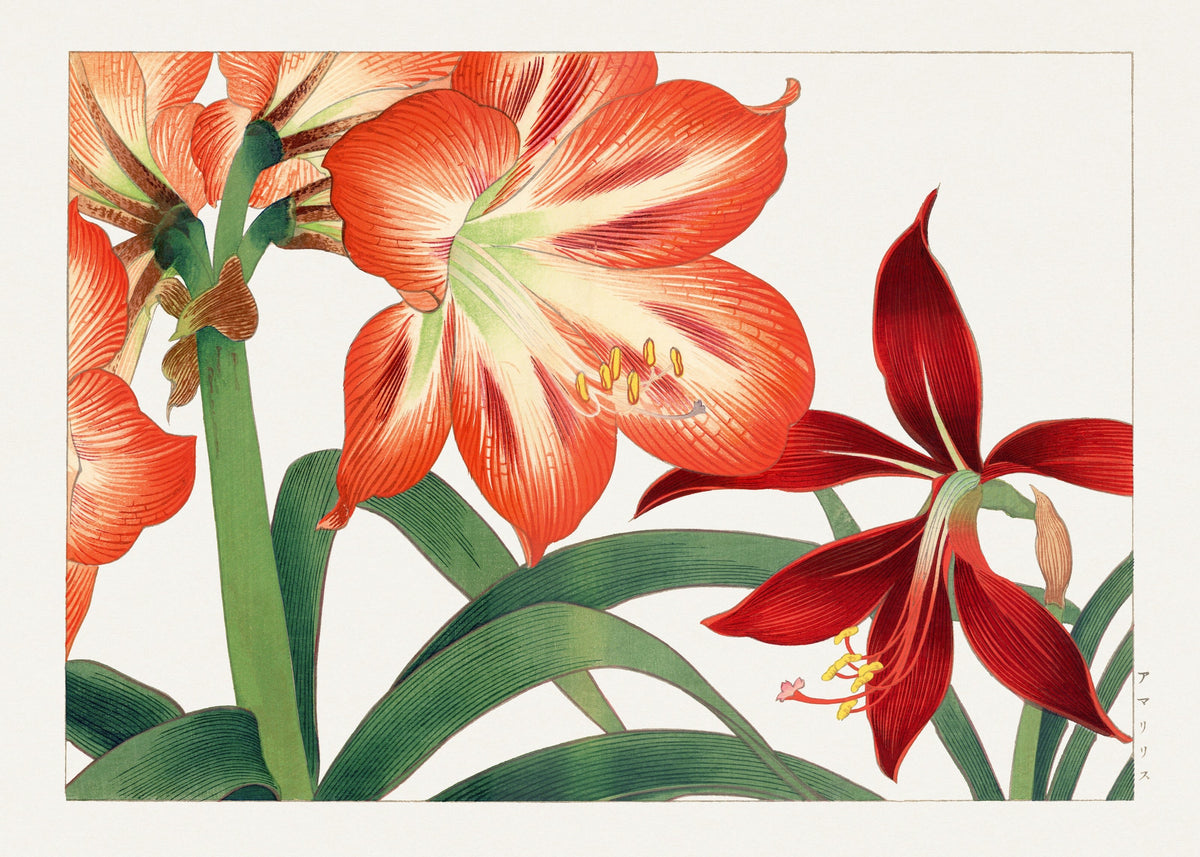 Tanigami Kōnan — Vintage amaryllis flower | Japanese Botanical Woodblock Print