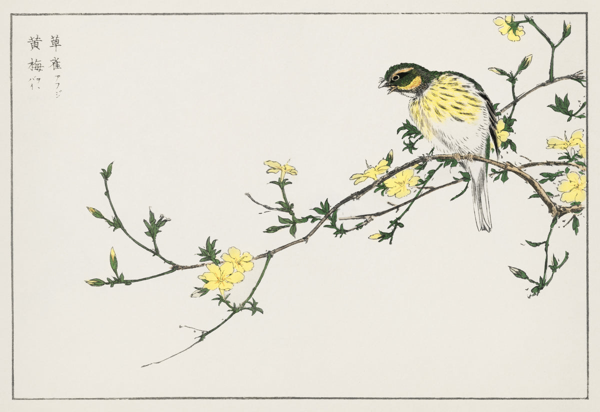 Numata Kashū — Black-faced Bunting and Winter Jasmine | Japanese Bird & Flower Woodblock Print