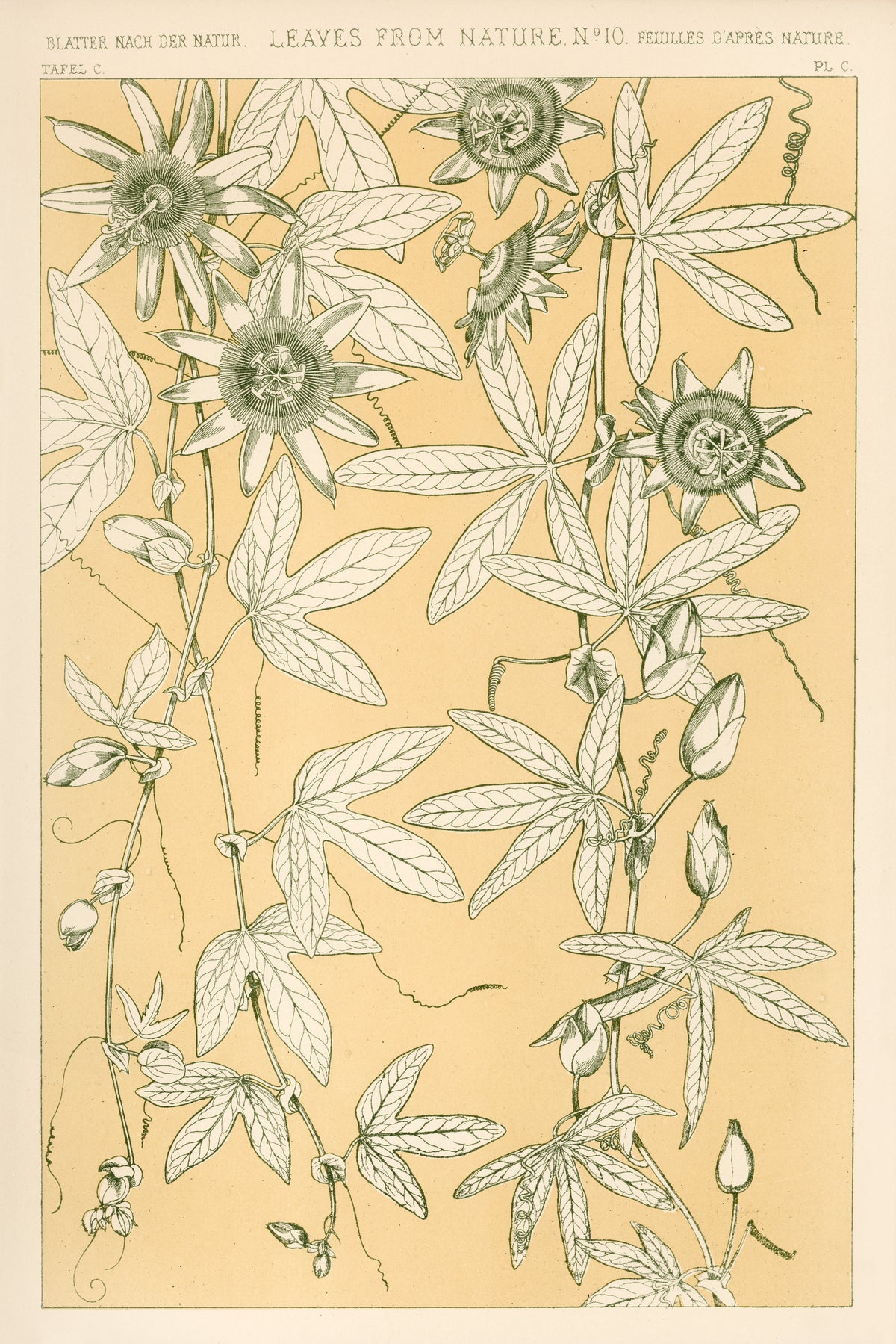 Owen Jones — Leaves from Nature No. 10 | Grammar of Ornament Design Print