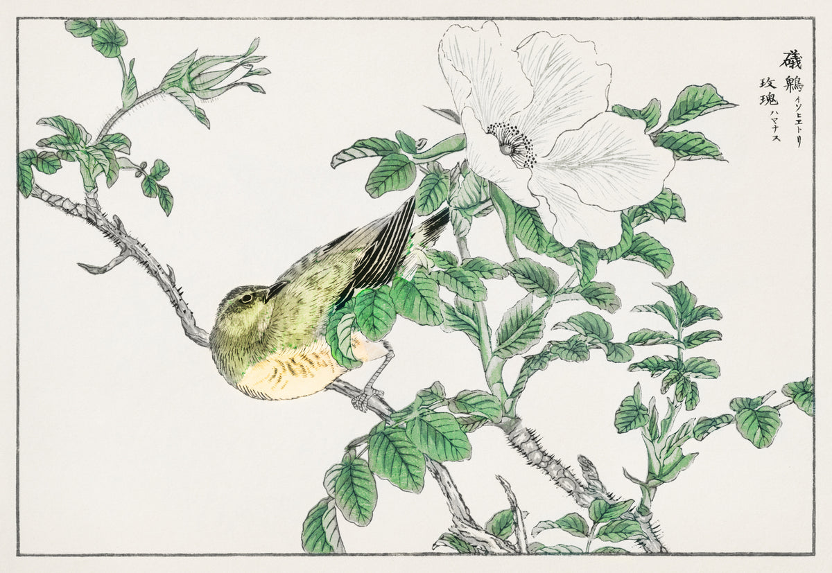 Numata Kashū — Brown-eared Bulbul and Rosa Rugosa | Japanese Bird & Flower Woodblock Print