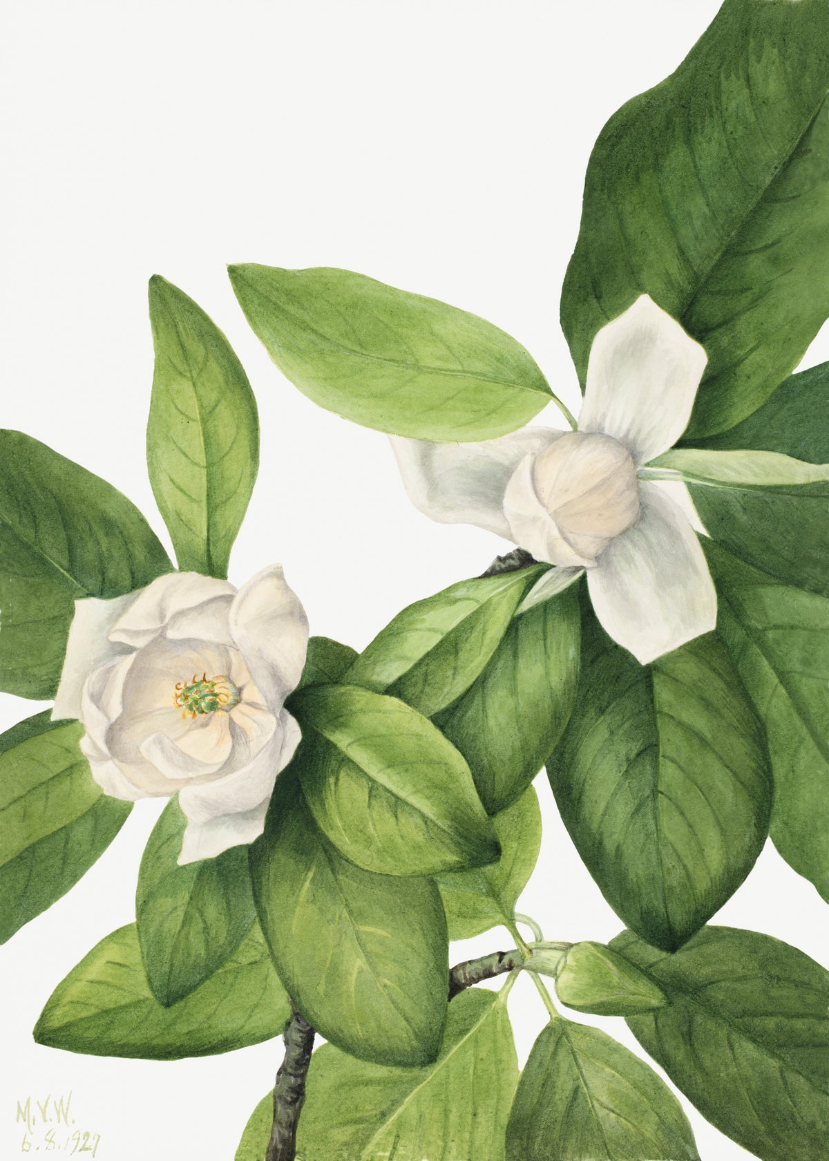 Mary Vaux Walcott — Sweetbay (Magnolia virginiana) | Natural History Print