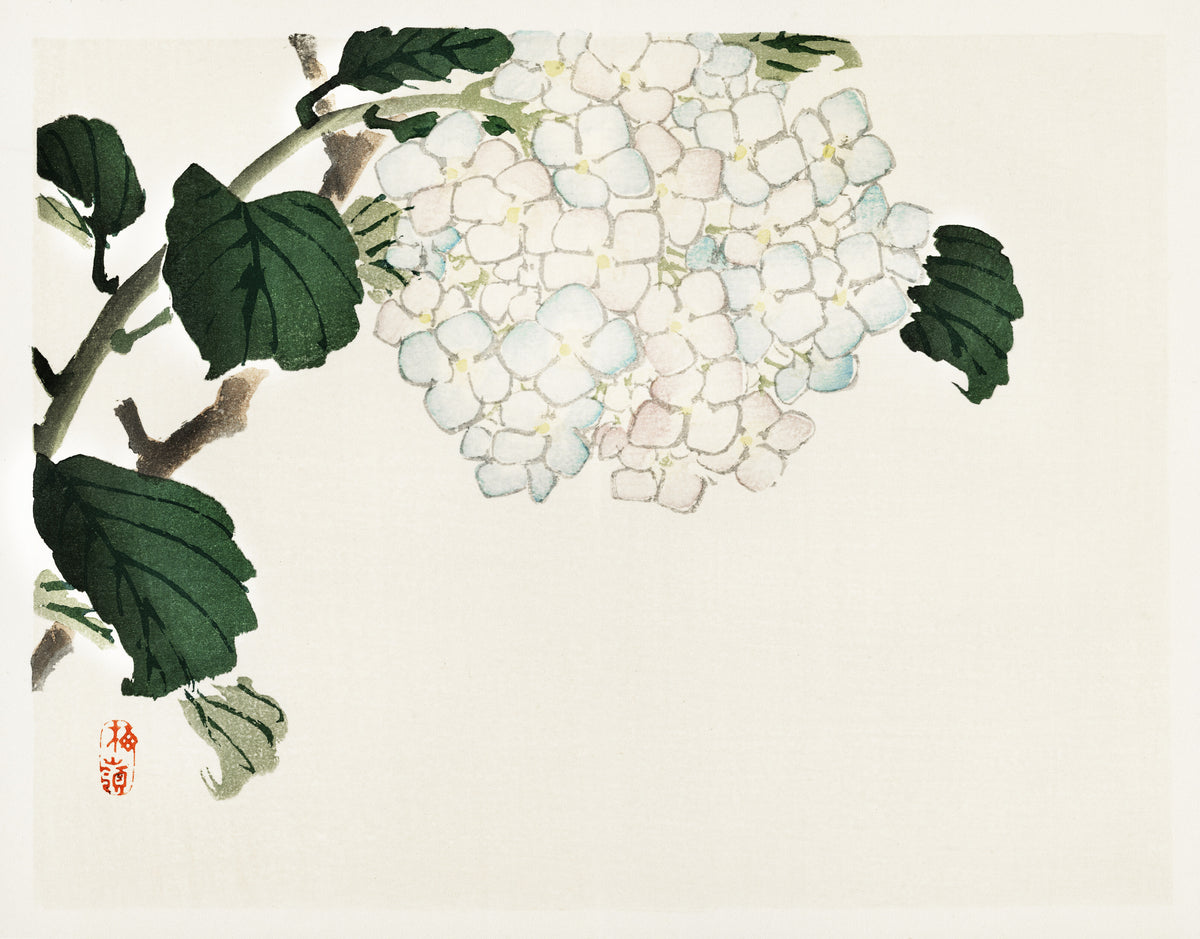 Kōno Bairei — Hydrangea | Japanese Bird & Flower Woodblock Print