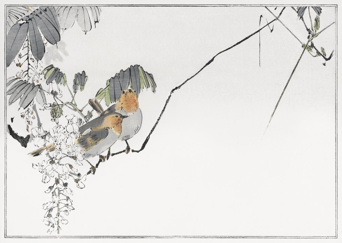 Watanabe Seitei — Two Birds and White Wisteria | Japanese Bird & Flower Woodblock Print