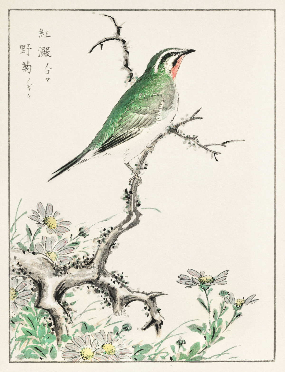 Numata Kashū — Ruby Throat and Wild Chrysanthemum | Japanese Bird & Flower Woodblock Print