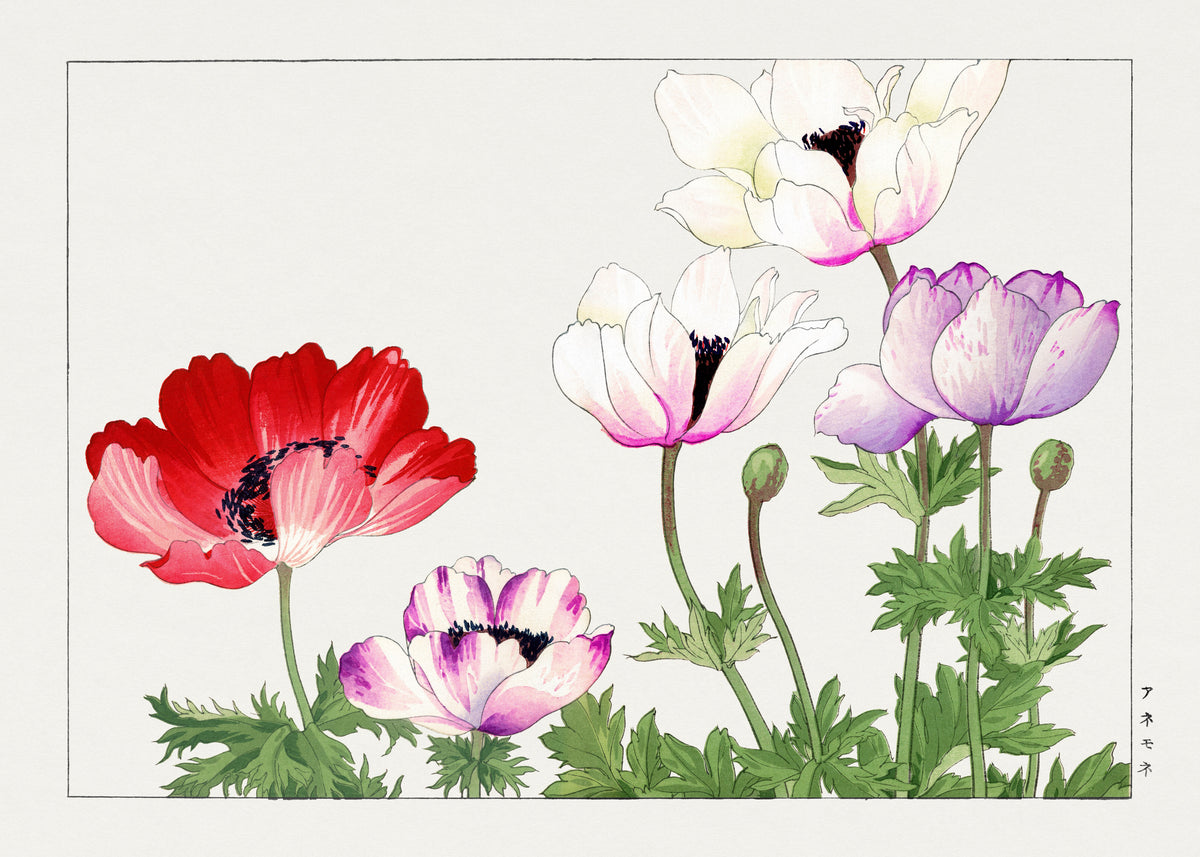 Tanigami Kōnan — Anemone | Japanese Botanical Woodblock Print