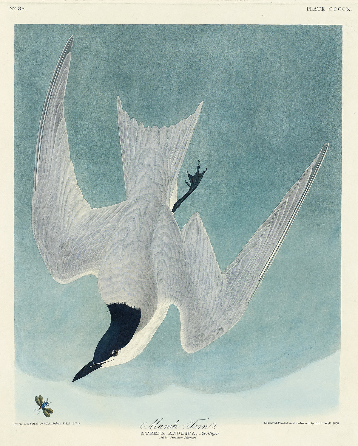 John James Audubon — Marsh Tern | Natural History Print