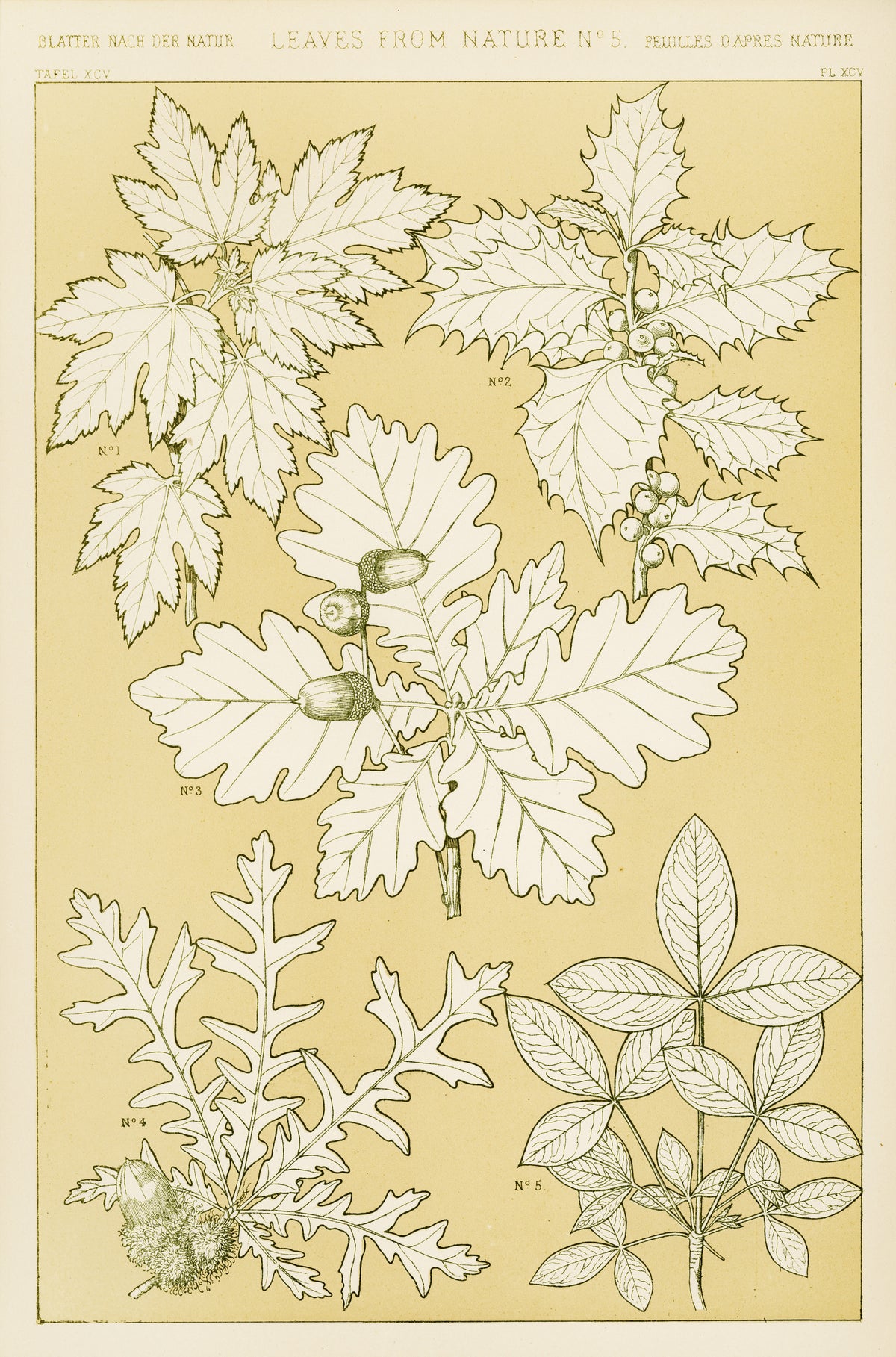 Owen Jones — Leaves from Nature No. 5 | Grammar of Ornament Design Print