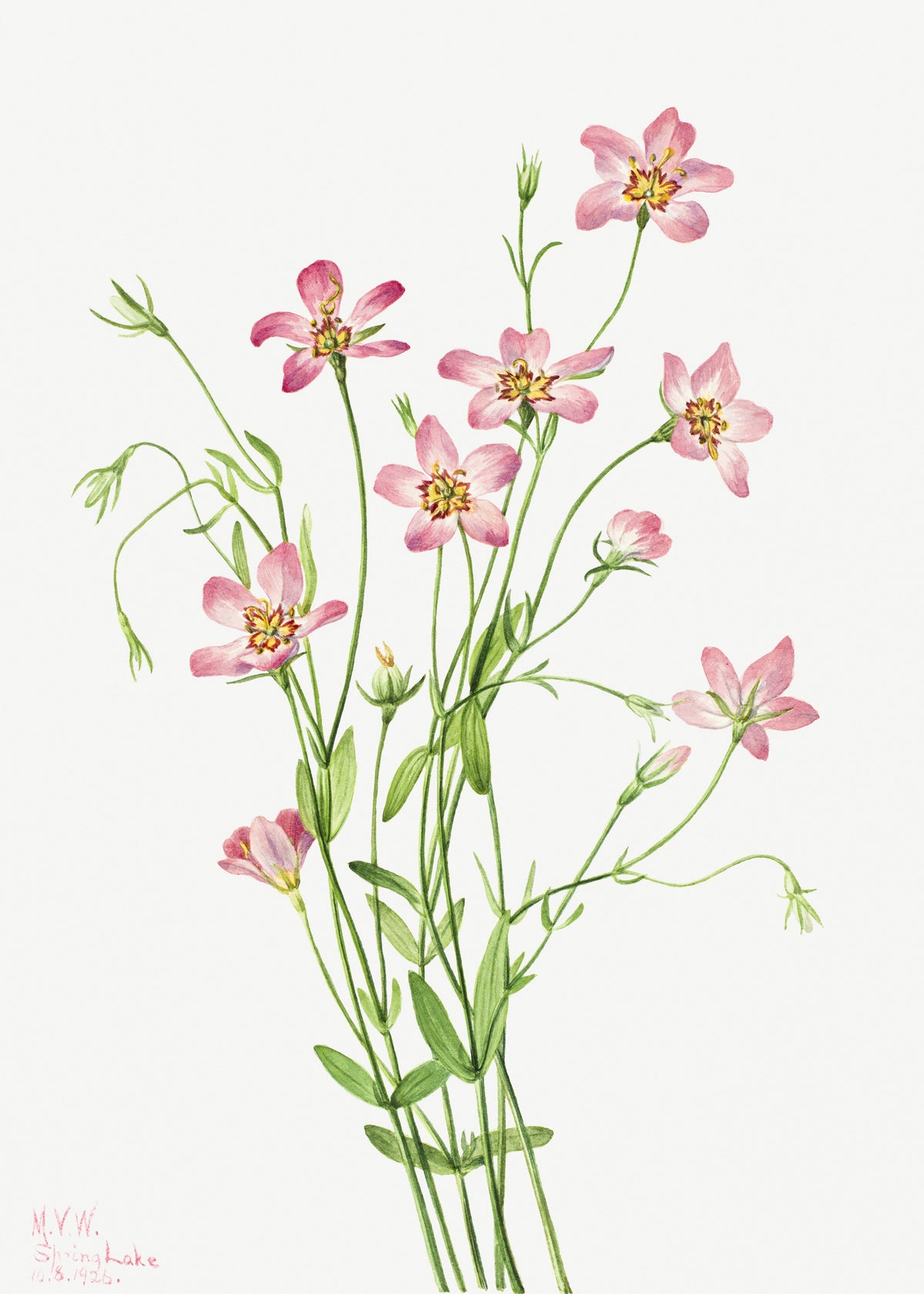 Mary Vaux Walcott — Saltmarsh Rosegentian (Sabbatia stellaris) | Natural History Print
