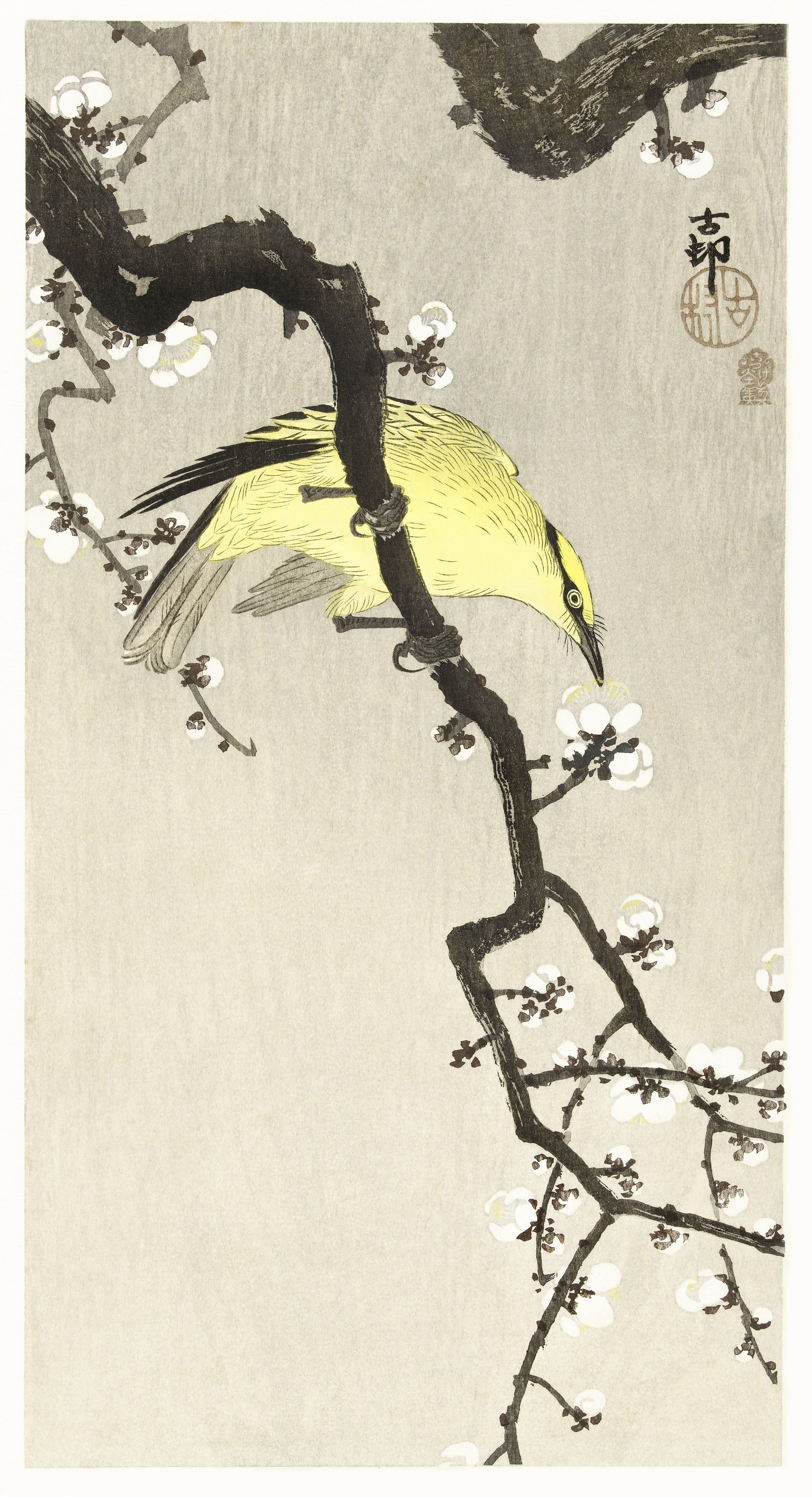 Ohara Koson — Chinese Oriole on Plum Blossom Branch | Japanese Bird & Flower Woodblock Print