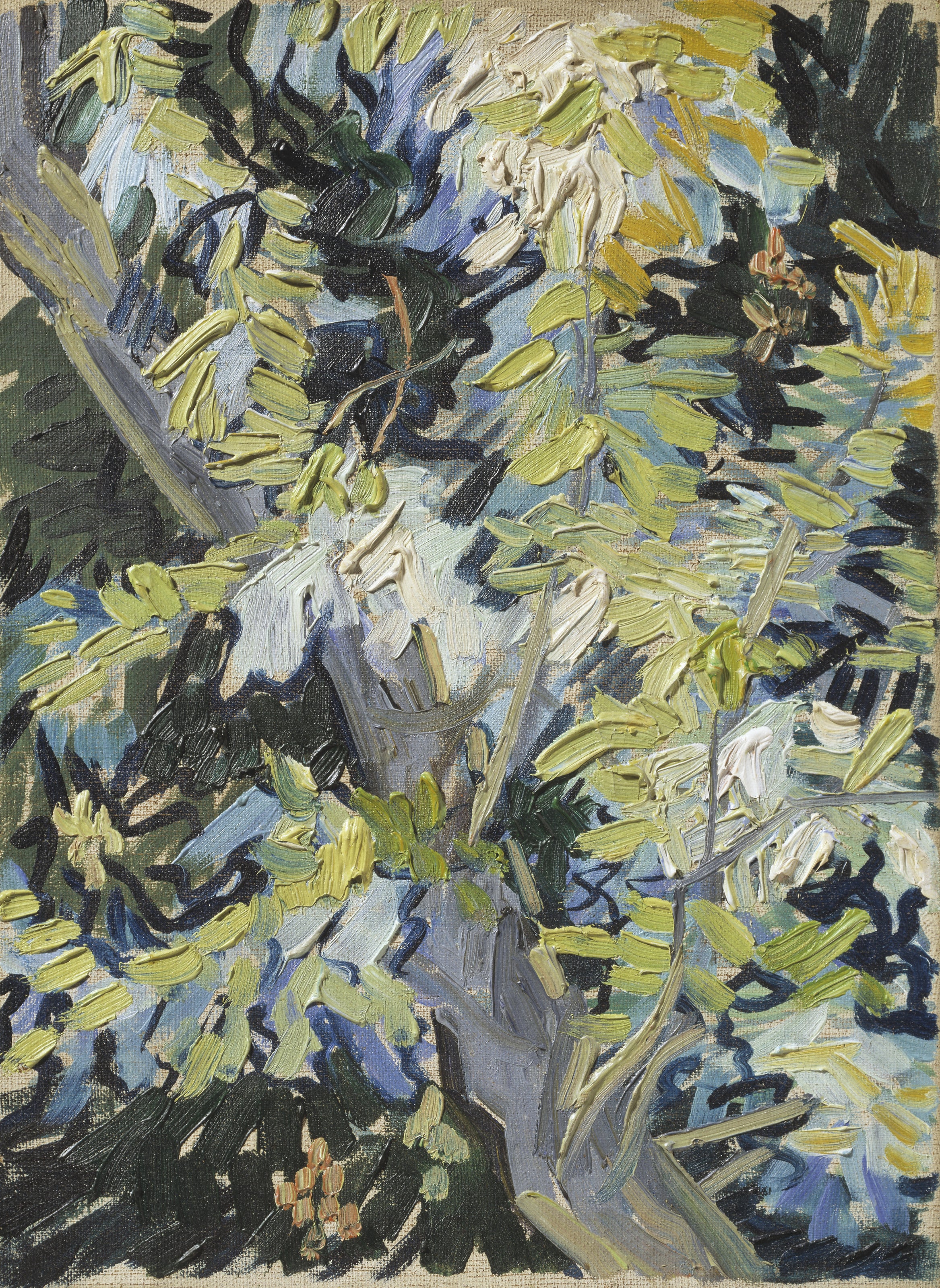 Vincent van Gogh — Acacia in Flowers | Fine Art Print
