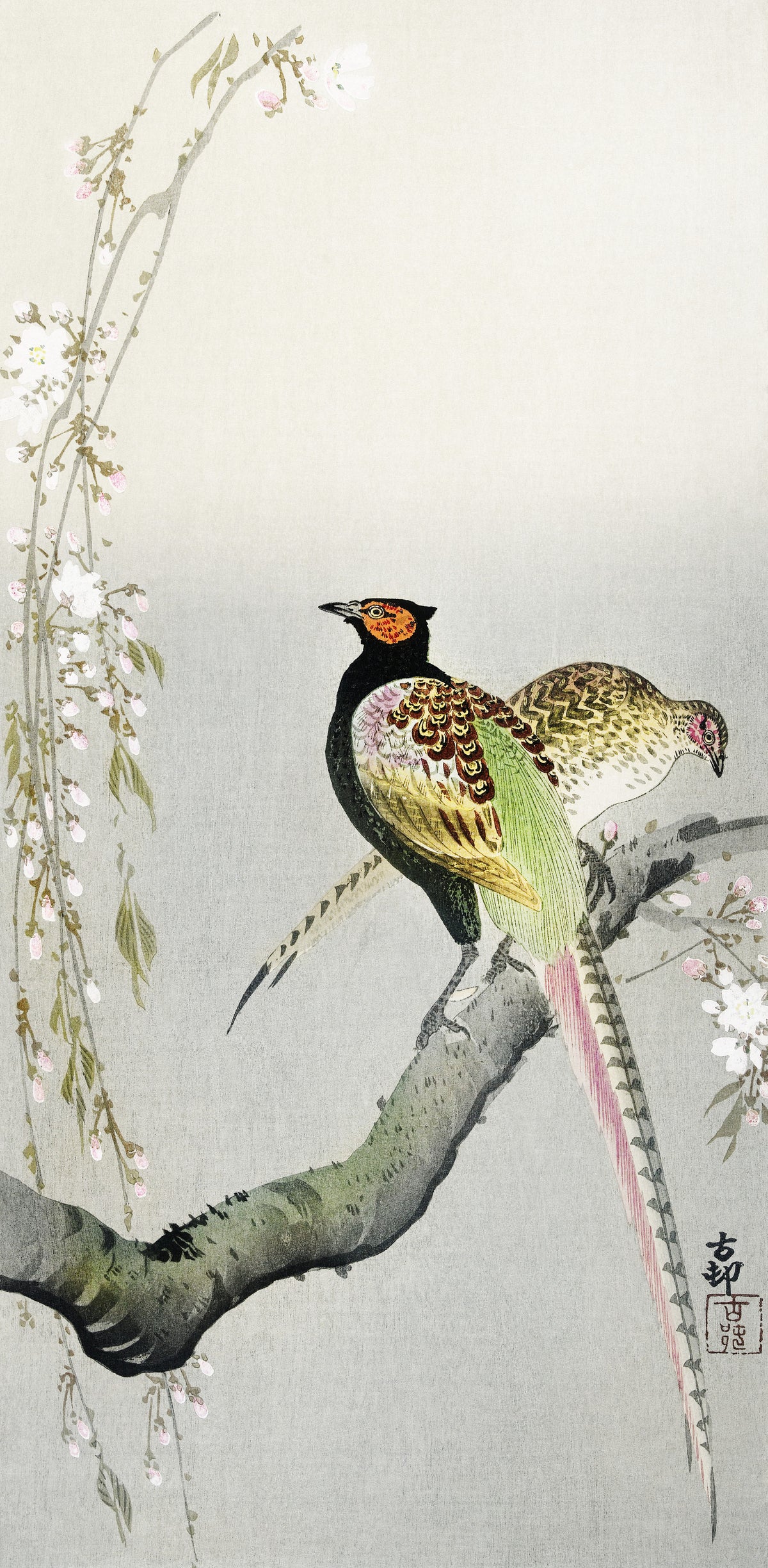 Ohara Koson — Couple of Pheasants and Cherry Blossom | Japanese Bird & Flower Woodblock Print