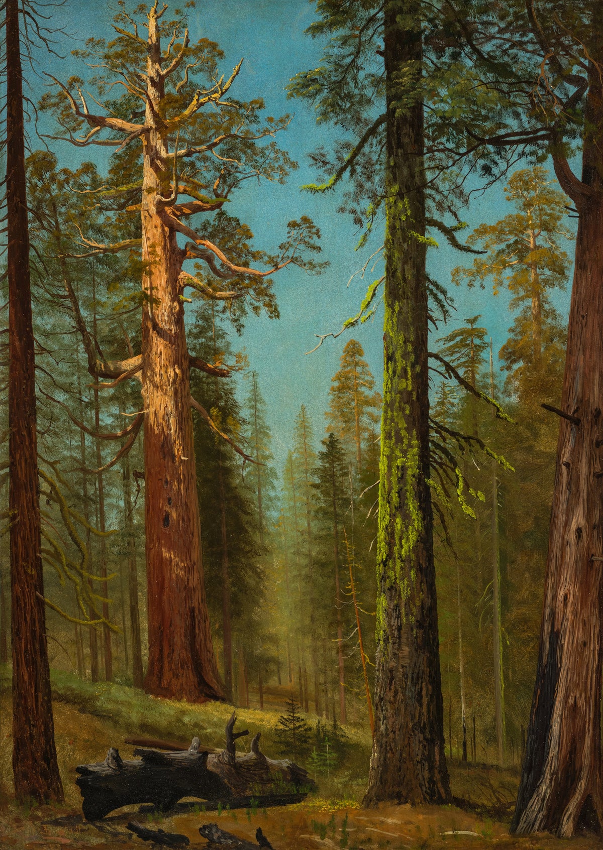 Albert Bierstadt — The Grizzly Giant Sequoia, Mariposa Grove, California | Landscape Fine Art Print