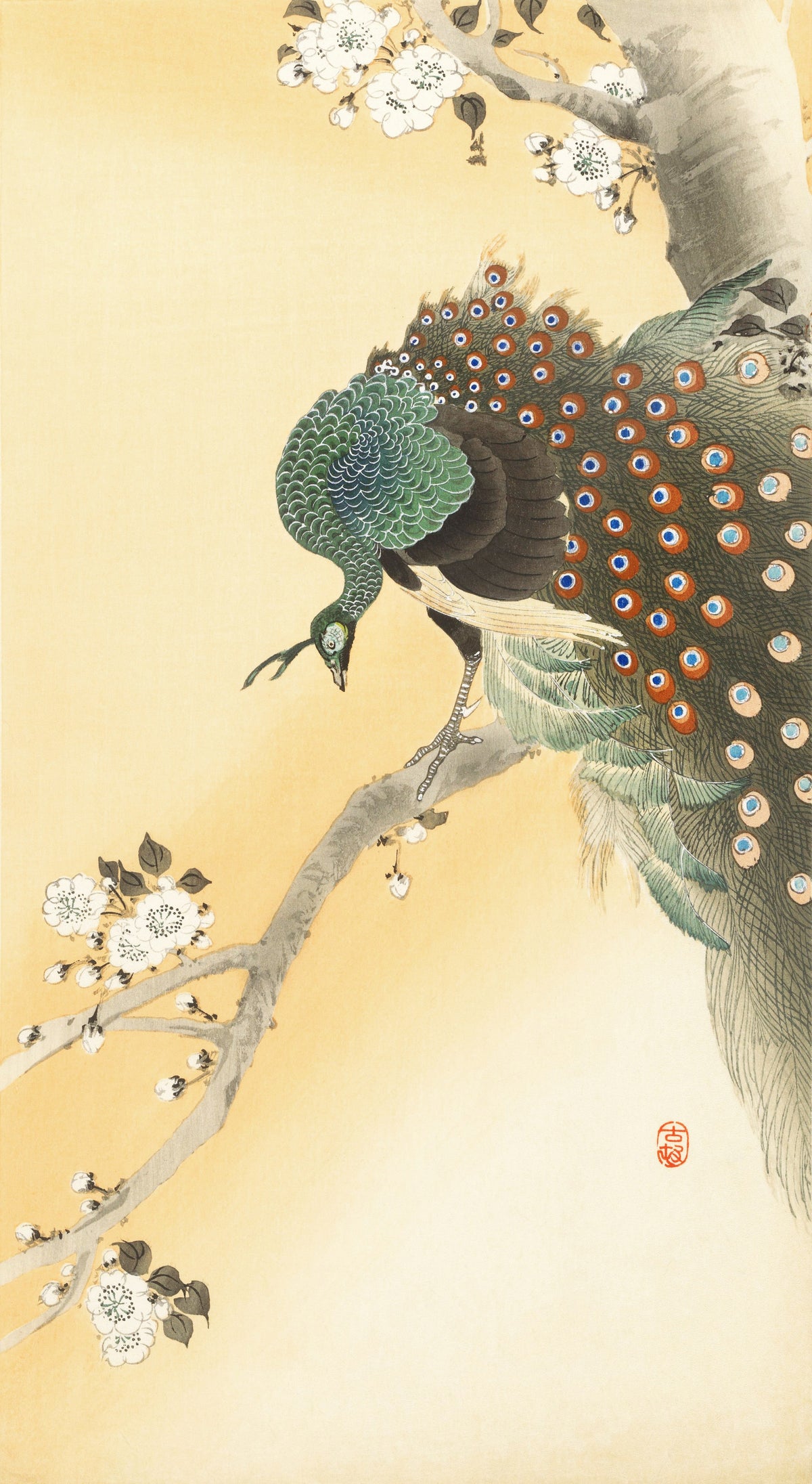 Ohara Koson — Peacock on a Cherry Blossom Tree | Japanese Bird & Flower Woodblock Print