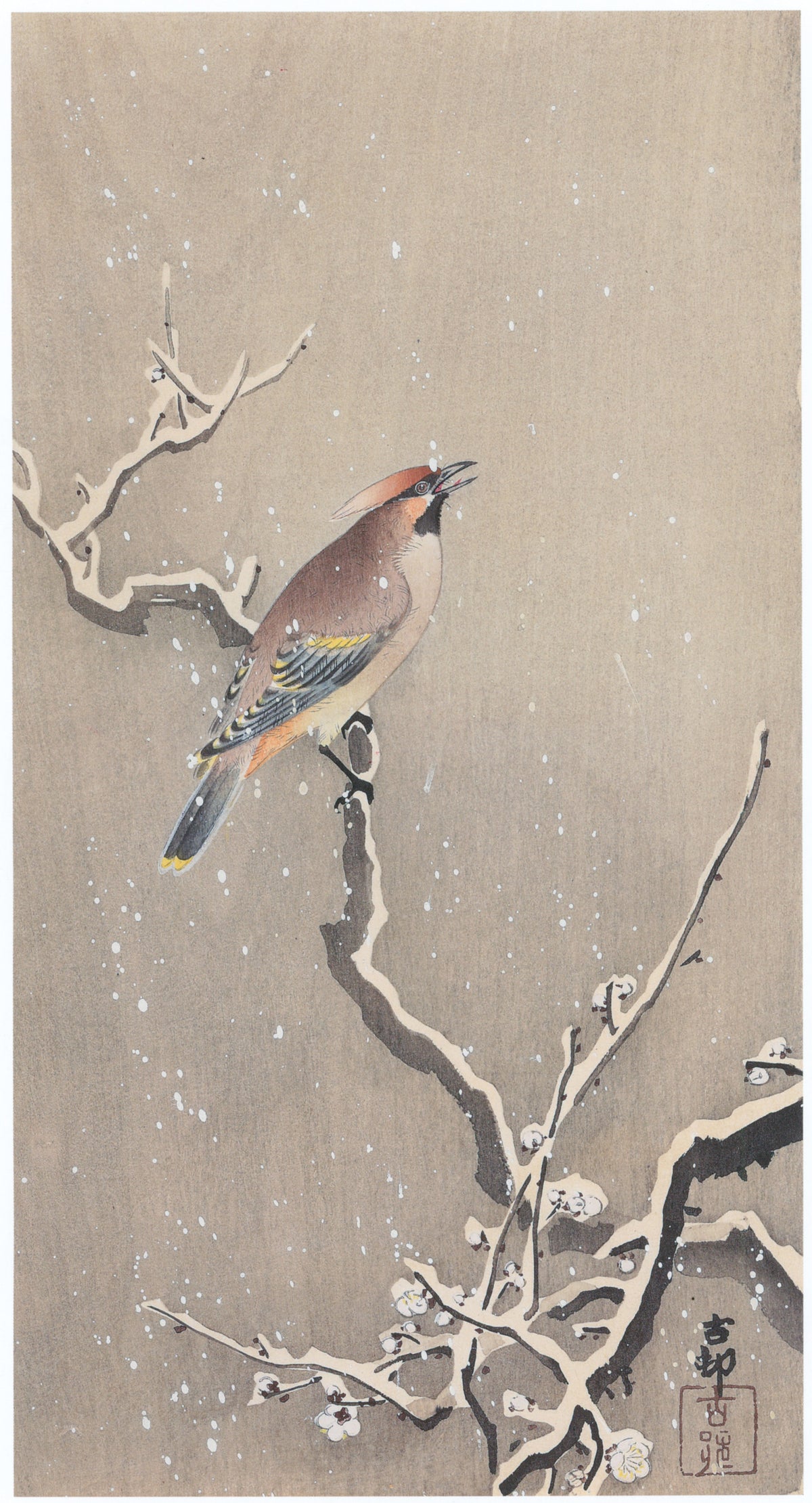 Ohara Koson — Waxwing on Snowy Plum | Japanese Bird & Flower Woodblock Print