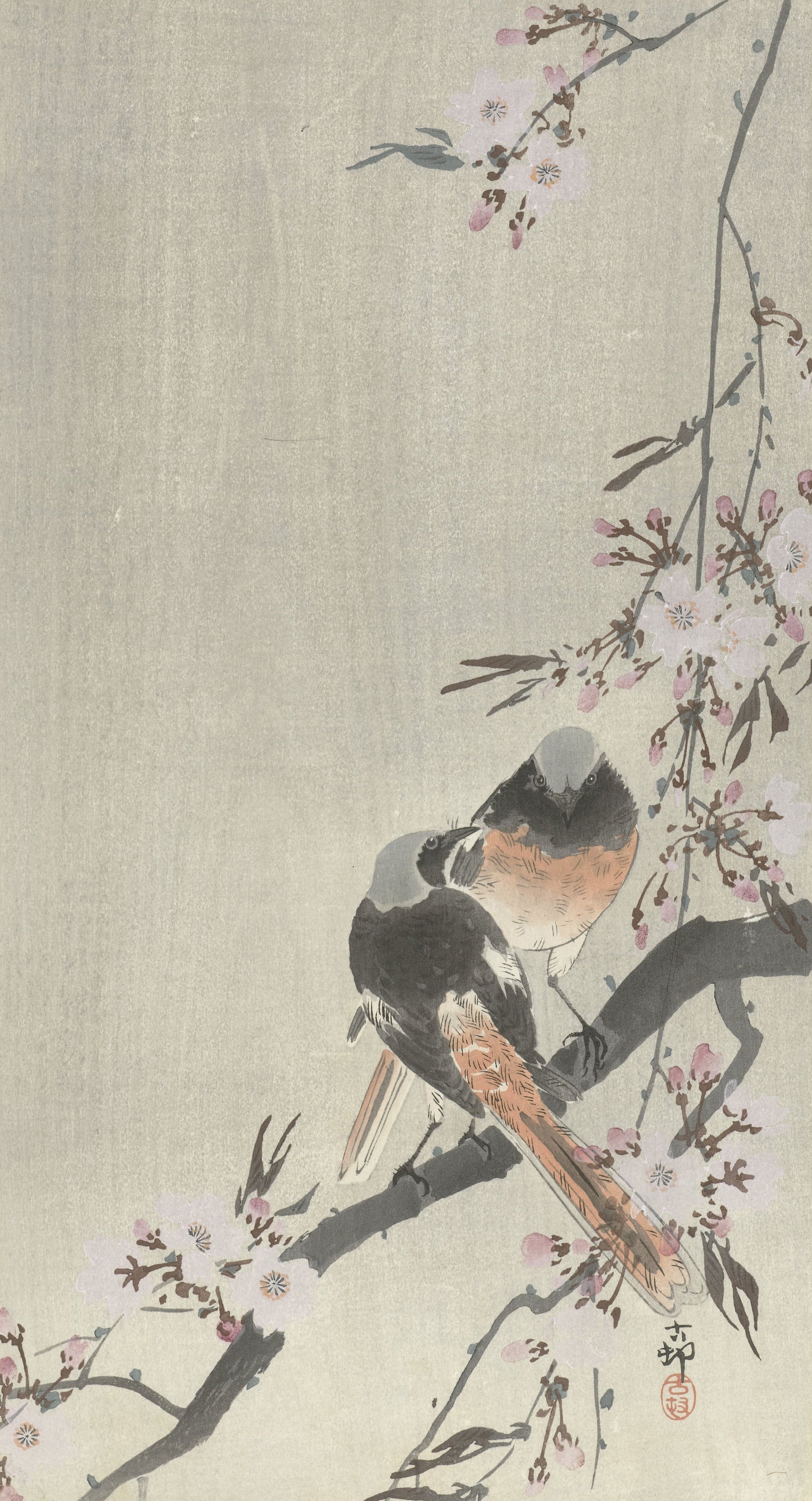 Ohara Koson — Two Redstarts with Cherry Blossom | Japanese Bird & Flower Woodblock Print