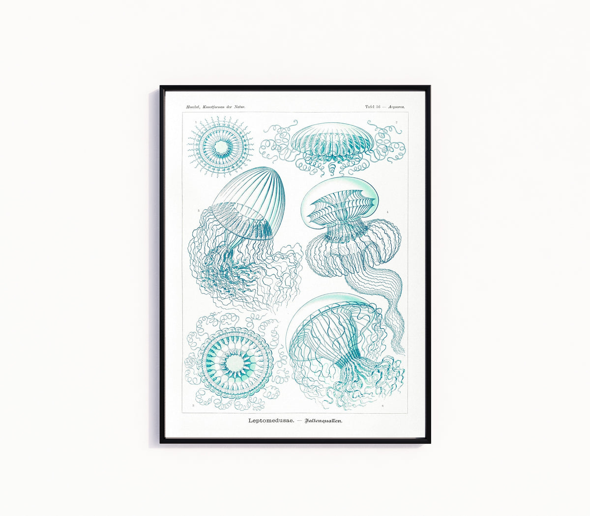 Framed art print of Jellyfish by Ernst Haeckel, in a slim black frame on a plain white wall