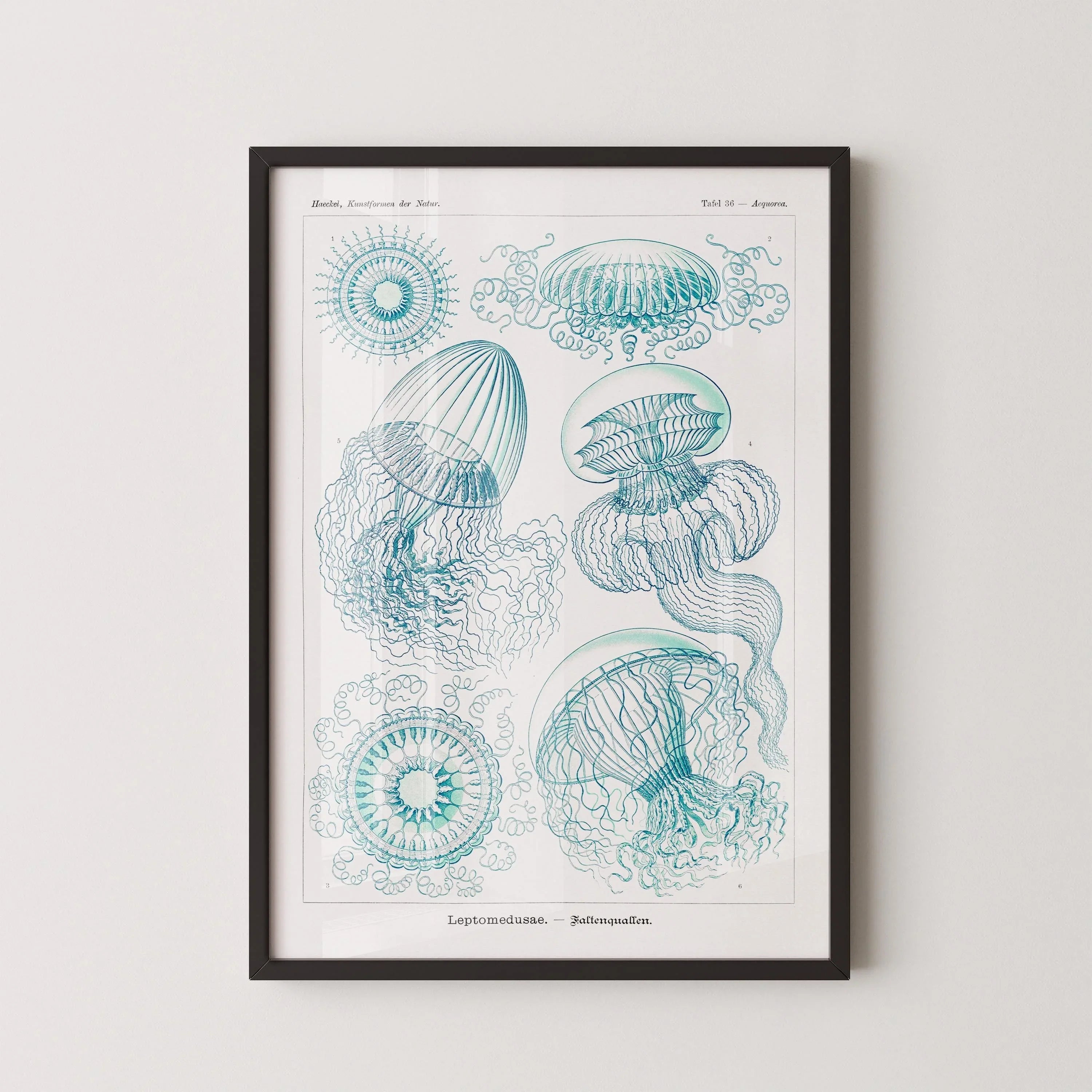 Ernst Haeckel - Jellyfish | Famous Marine Life Sketch Art in Beige and Blue