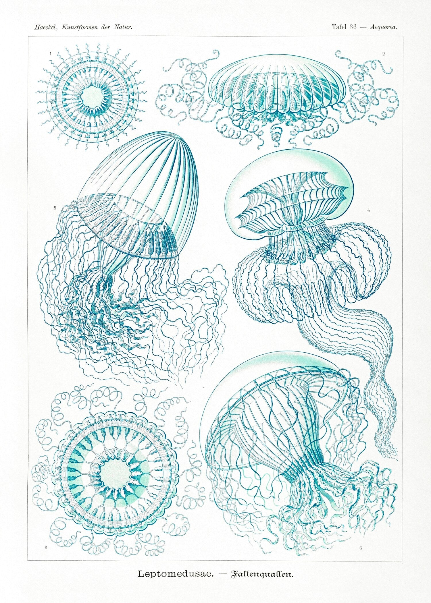 Ernst Haeckel — Jellyfish | Fine Art Print - 9ArtPrints