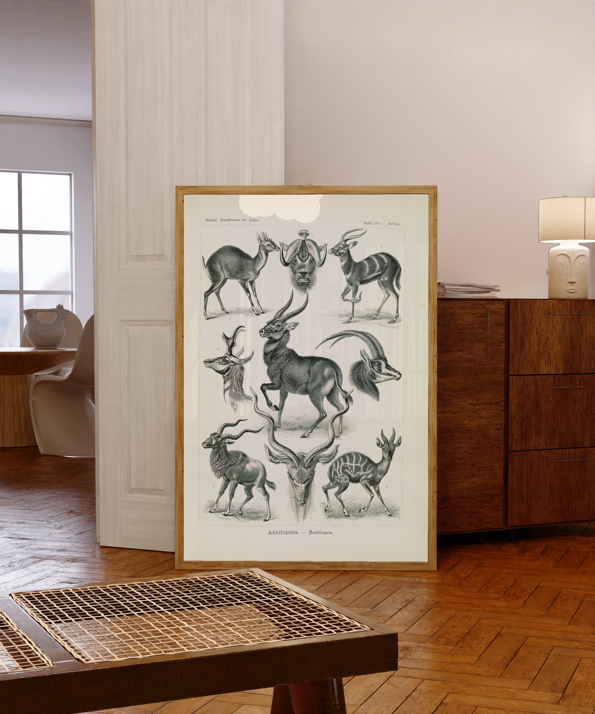 Framed art print of Kunstformen der Natur, Plate 100: Antilopina by Ernst Haeckel, in a light wood frame leaning in a warm room with a parquet floor