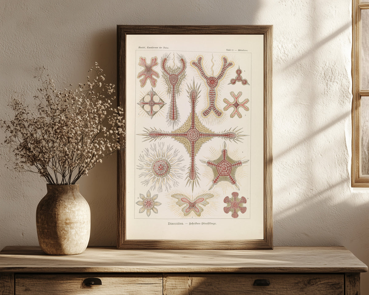 Framed art print of Kunstformen der Natur, Plate 11: Discoidea by Ernst Haeckel, in a dark wood frame leaning on a rustic console beside dried flowers