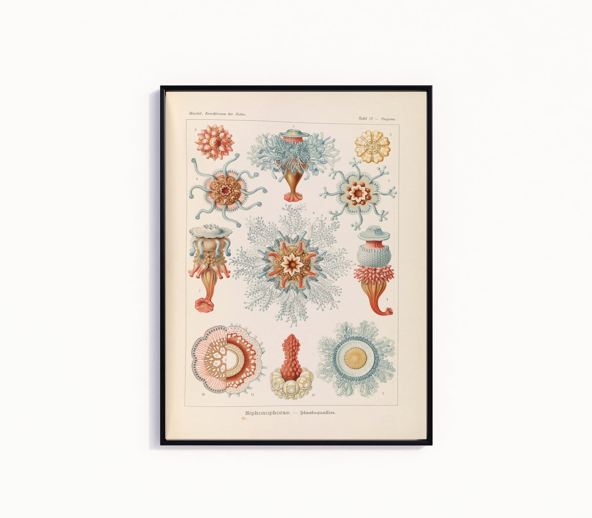 Framed art print of Kunstformen der Natur, Plate 17: Siphonophorae by Ernst Haeckel, in a slim black frame on a plain white wall