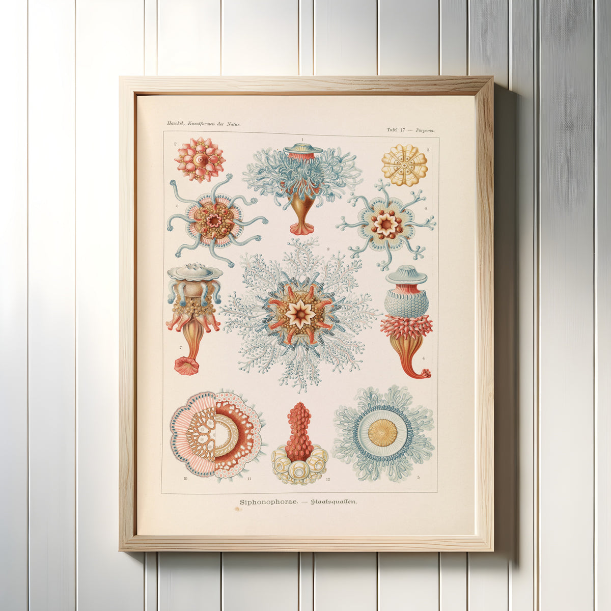 Framed art print of Kunstformen der Natur, Plate 17: Siphonophorae by Ernst Haeckel, in a light wood frame on a white panelled wall
