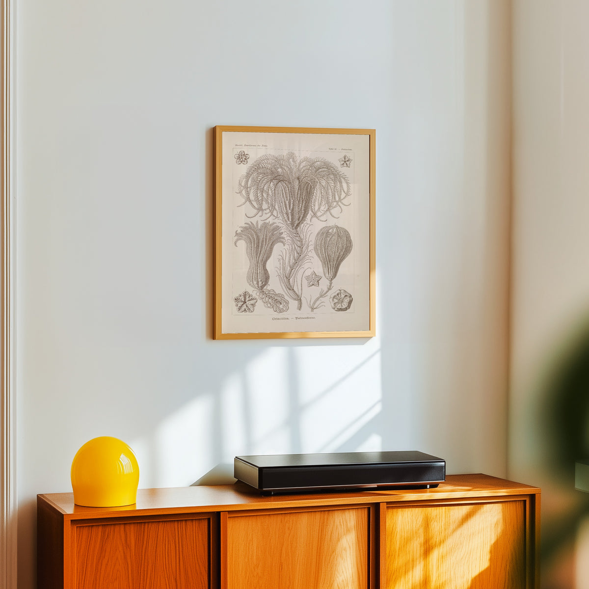 Framed art print of Kunstformen der Natur, Plate 20: Crinoidea by Ernst Haeckel, in a light wood frame on a white wall above an orange sideboard