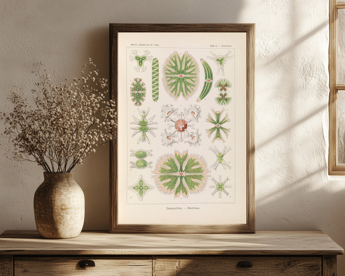 Framed art print of Kunstformen der Natur, Plate 24: Desmidiea by Ernst Haeckel, in a dark wood frame leaning on a rustic console beside dried flowers