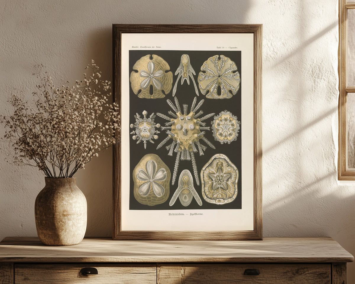 Framed art print of Kunstformen der Natur, Plate 30: Echinidea by Ernst Haeckel, in a dark wood frame leaning on a rustic console beside dried flowers