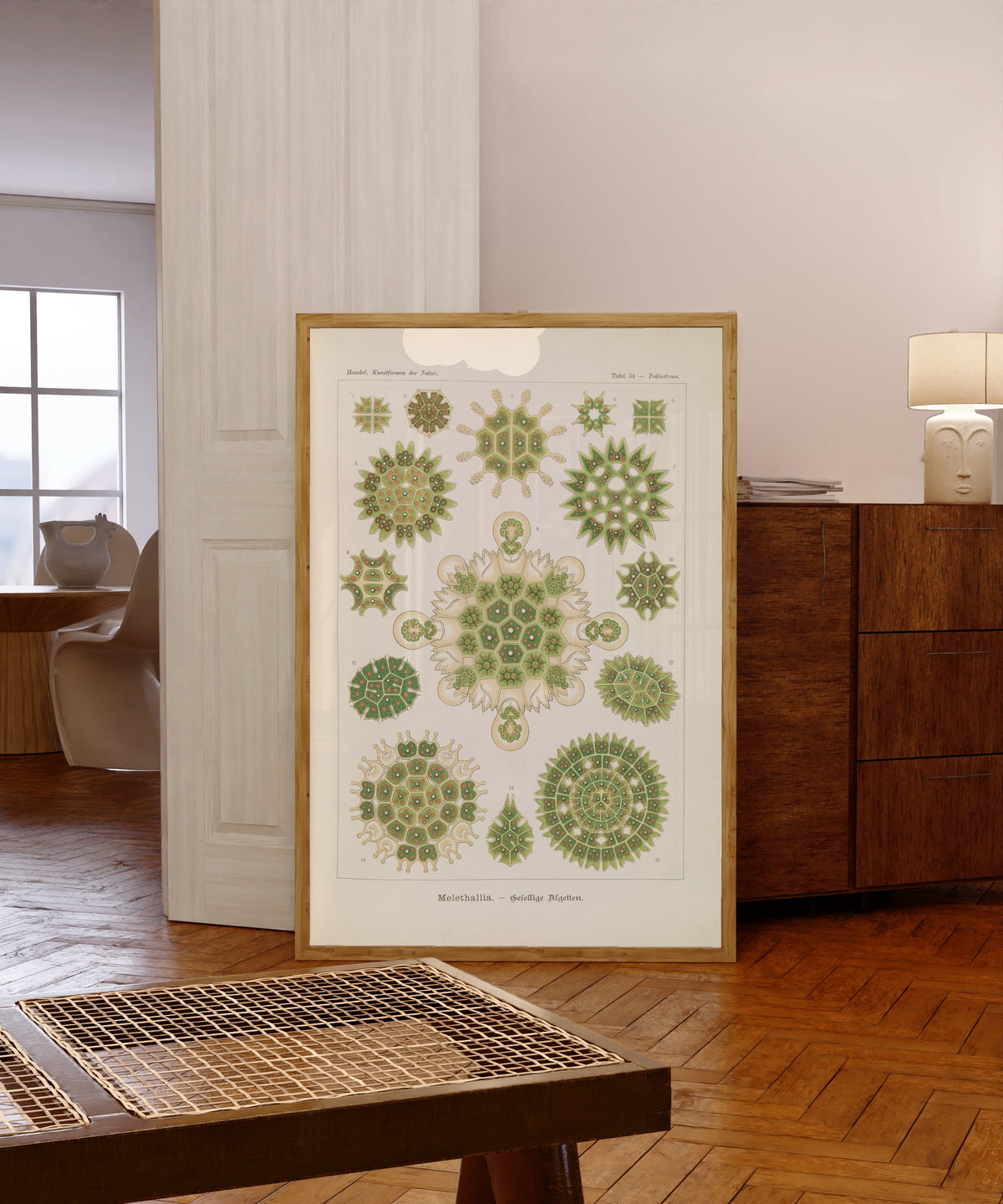 Framed art print of Kunstformen der Natur, Plate 34: Melethallia by Ernst Haeckel, in a light wood frame leaning in a warm room with a parquet floor